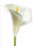 Lily in Bloom I