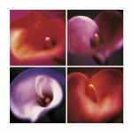 Four Calla Lilies  (LM)