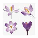 Four Crocuses  (LM)