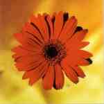 Red Daisy  (LM)