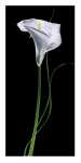 Calla Lily
