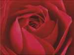L-Important, c-est la Rose