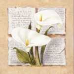 Calla Lilly Poetry
