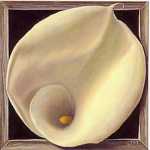 Boxed Calla Lily