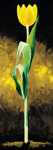 Gelbe Tulpe