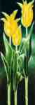 Tulpen Trio in Gelb  (LM)