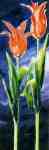 Tulpen Duo in Rot  (LM)