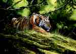 Tiger Resting  (LM)