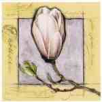 Magnolia  (LM)