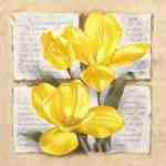 Tulip Poetry  (LM)