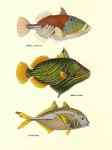 Tropical Fish