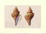 Shells