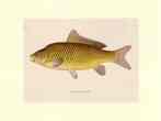 Fish  (LM)