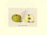 Apfel aus Hawthornden, 1909 Apfel aus Hawthornden, 1909