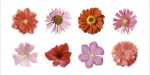 Petales Rouges and Roses  (LM)