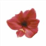 Petales Rouges I