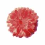 Petales Rouges III