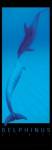 Delphinus  (LM)