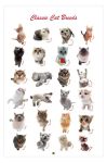 CLASSIC CAT BREEDS (59)