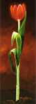 Rote Tulpe  (LM)