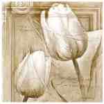 Tulipany  (LM)
