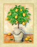 Courtyard Lemons  (LM)