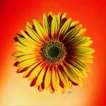 Yellow & Red Daisy