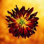 Red & Yellow Mum