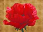 Scarlet Poppy