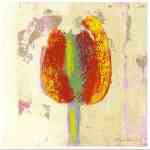 Tulipan IV  (LM)