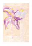 Iris I  (LM)