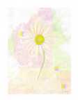 Marguerite  (LM)