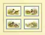 Ducks Collection II  (LM)