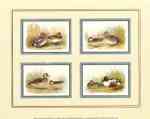 Ducks Collection III  (LM)