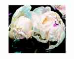 Pivoines  (LM)