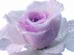 Pink Rose  (LM)