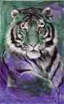 Young Tiger  (LM)