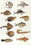 Block de 12 poissons  (LM)