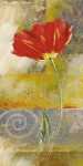 One Tulip
