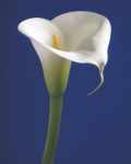 Calla on Blue I
