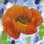 Red Poppy