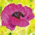 Pink Poppy
