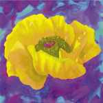 Yellow Poppy