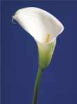Calla on Blue II