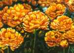 Tulpen in Orange  (LM)