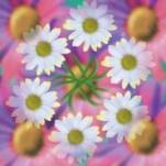 Marguerites  (LM)