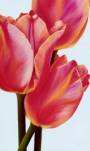 Four Tulips  (LM)