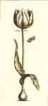 White Tulipa Duris  (LM)