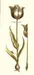 White Tulipa Precox  (LM)
