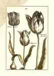 Tulipa XVI  (LM)